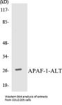 APAF-1-ALT Colorimetric Cell-Based ELISA Kit
