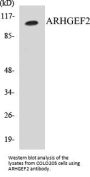 ARHGEF2 Colorimetric Cell-Based ELISA Kit