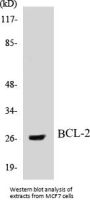 BCL-2 Colorimetric Cell-Based ELISA Kit