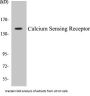 Calcium Sensing Receptor Colorimetric Cell-Based ELISA Kit