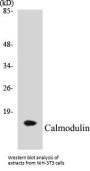 Calmodulin Colorimetric Cell-Based ELISA Kit