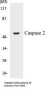 Caspase 2 Colorimetric Cell-Based ELISA Kit