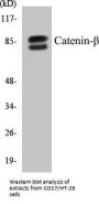 Catenin-beta Colorimetric Cell-Based ELISA Kit