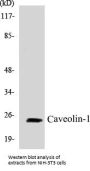 Caveolin-1 Colorimetric Cell-Based ELISA Kit
