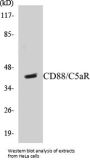CD88/C5aR Colorimetric Cell-Based ELISA Kit