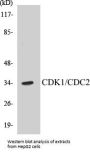 CDK1/CDC2 Colorimetric Cell-Based ELISA Kit