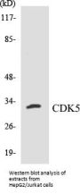 CDK5 Colorimetric Cell-Based ELISA Kit