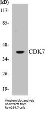 CDK7 Colorimetric Cell-Based ELISA Kit