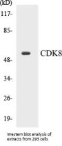 CDK8 Colorimetric Cell-Based ELISA Kit
