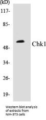 Chk1 Colorimetric Cell-Based ELISA Kit