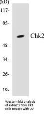 Chk2 Colorimetric Cell-Based ELISA Kit