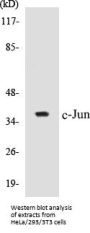 c-Jun Colorimetric Cell-Based ELISA Kit