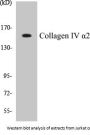 Collagen IV alpha2 Colorimetric Cell-Based ELISA Kit