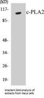 c-PLA2 Colorimetric Cell-Based ELISA Kit
