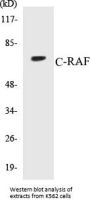 C-RAF Colorimetric Cell-Based ELISA Kit