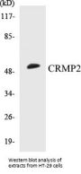 CRMP2 Colorimetric Cell-Based ELISA Kit