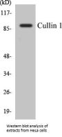 Cullin 1 Colorimetric Cell-Based ELISA Kit