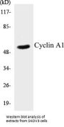 Cyclin A1 Colorimetric Cell-Based ELISA Kit