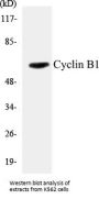 Cyclin B1 Colorimetric Cell-Based ELISA Kit