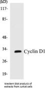Cyclin D1 Colorimetric Cell-Based ELISA Kit