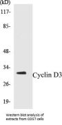 Cyclin D3 Colorimetric Cell-Based ELISA Kit