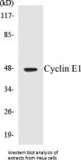 Cyclin E1 Colorimetric Cell-Based ELISA Kit