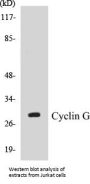 Cyclin G Colorimetric Cell-Based ELISA Kit