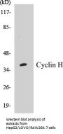 Cyclin H Colorimetric Cell-Based ELISA Kit
