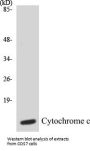 Cytochrome c Colorimetric Cell-Based ELISA Kit