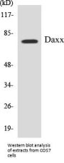 Daxx Colorimetric Cell-Based ELISA Kit