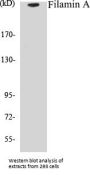 Filamin A Colorimetric Cell-Based ELISA Kit