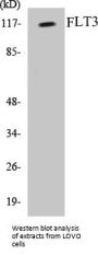 FLT3 Colorimetric Cell-Based ELISA Kit