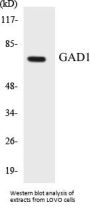 GAD1 Colorimetric Cell-Based ELISA Kit