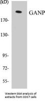 GANP Colorimetric Cell-Based ELISA Kit