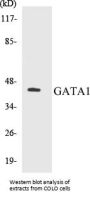 GATA1 Colorimetric Cell-Based ELISA Kit