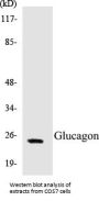 Glucagon Colorimetric Cell-Based ELISA Kit