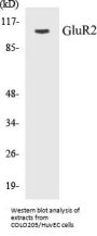 GluR2 Colorimetric Cell-Based ELISA Kit