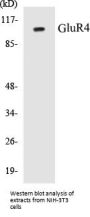 GluR4 Colorimetric Cell-Based ELISA Kit
