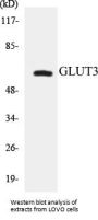 GLUT3 Colorimetric Cell-Based ELISA Kit