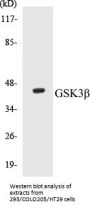 GSK3beta Colorimetric Cell-Based ELISA Kit