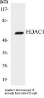 HDAC1 Colorimetric Cell-Based ELISA Kit