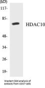 HDAC10 Colorimetric Cell-Based ELISA Kit