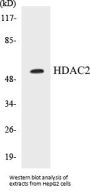 HDAC2 Colorimetric Cell-Based ELISA Kit