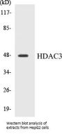 HDAC3 Colorimetric Cell-Based ELISA Kit
