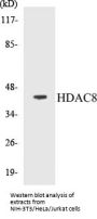 HDAC8 Colorimetric Cell-Based ELISA Kit