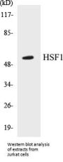 HSF1 Colorimetric Cell-Based ELISA Kit