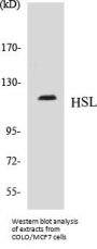 HSL Colorimetric Cell-Based ELISA Kit