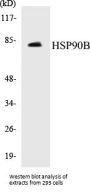 HSP90B Colorimetric Cell-Based ELISA Kit