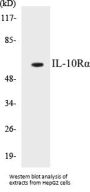 IL-10Ralpha Colorimetric Cell-Based ELISA Kit