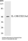 IL-13R/CD213alpha1 Colorimetric Cell-Based ELISA Kit